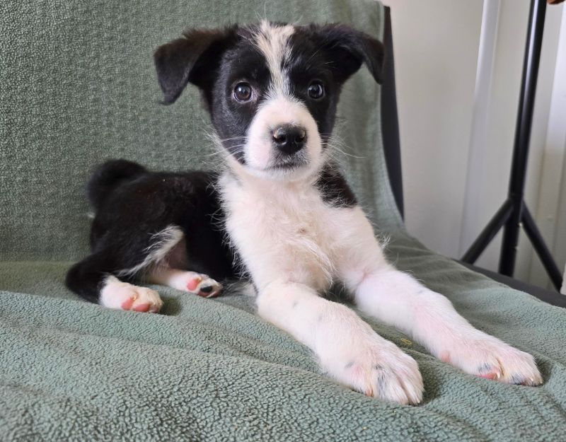 buitenlandse hond jonge pup adopteren