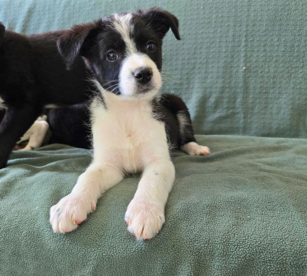 buitenlandse puppy adopteren