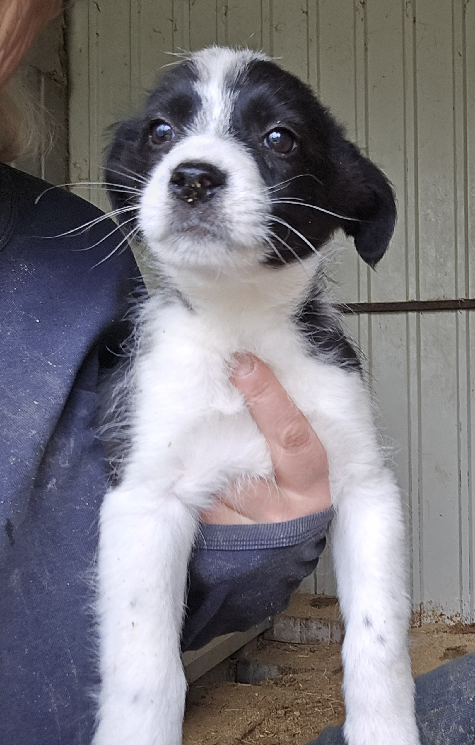 puppy adopteren