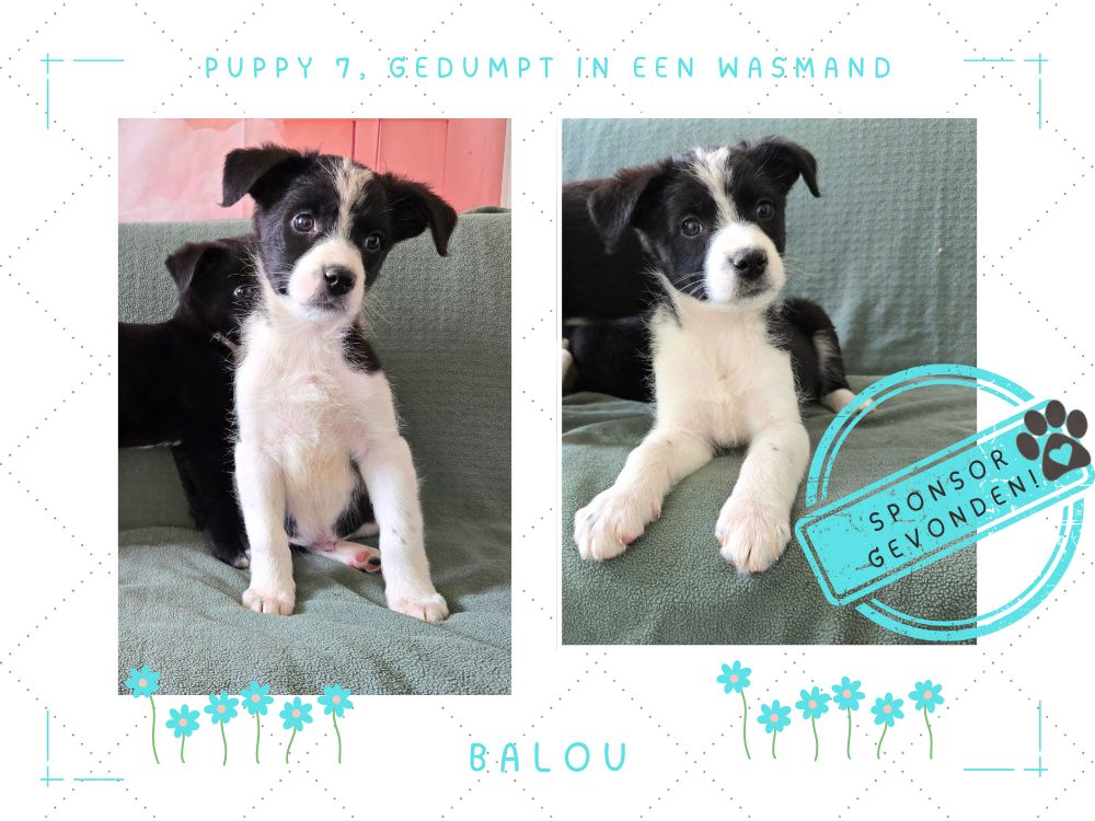 buitenlandse puppy adopteren