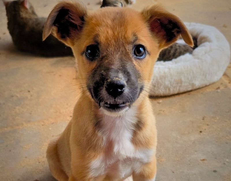 buitenlandse hond jonge pup adopteren