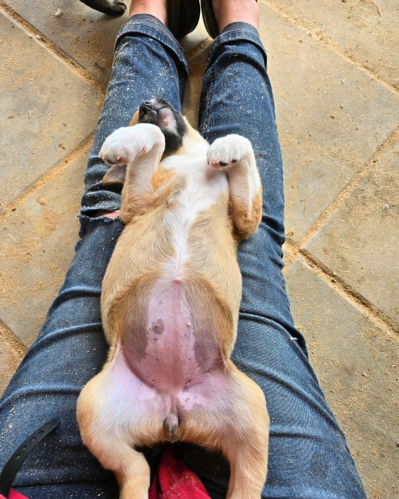buitenlandse puppy adopteren