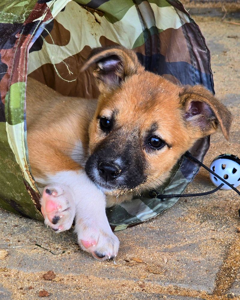 puppy adopteren