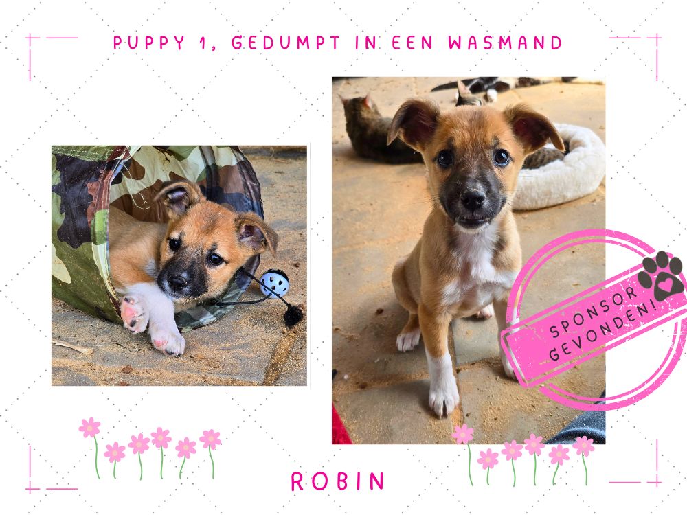 buitenlandse puppy adopteren