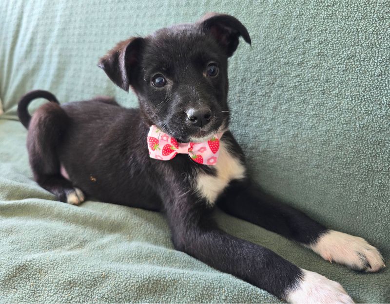 buitenlandse hond jonge pup adopteren