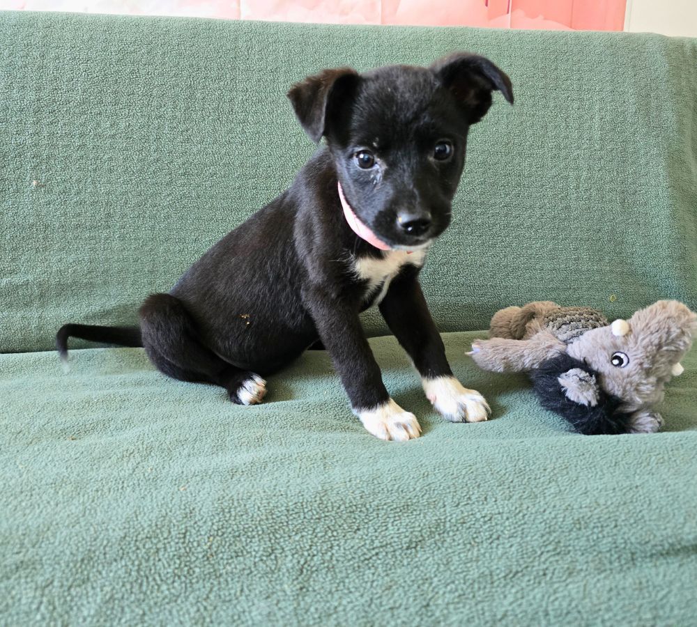 buitenlandse puppy adopteren