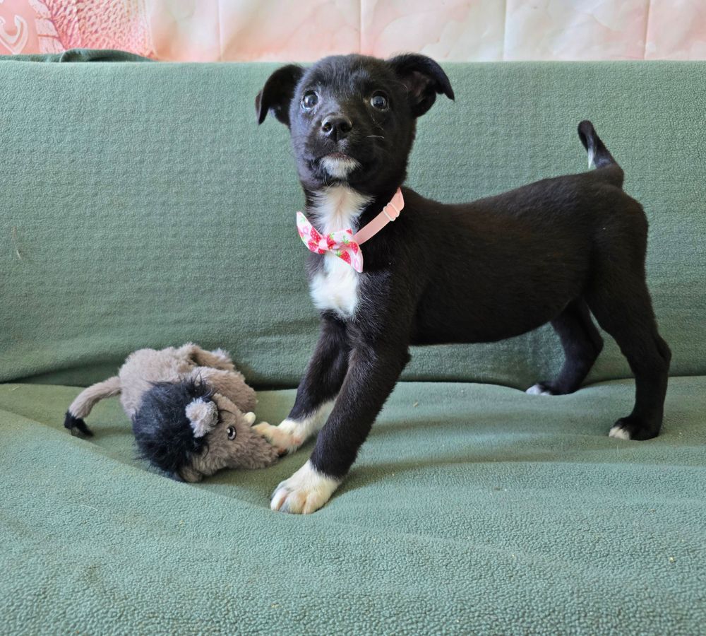 puppy adopteren