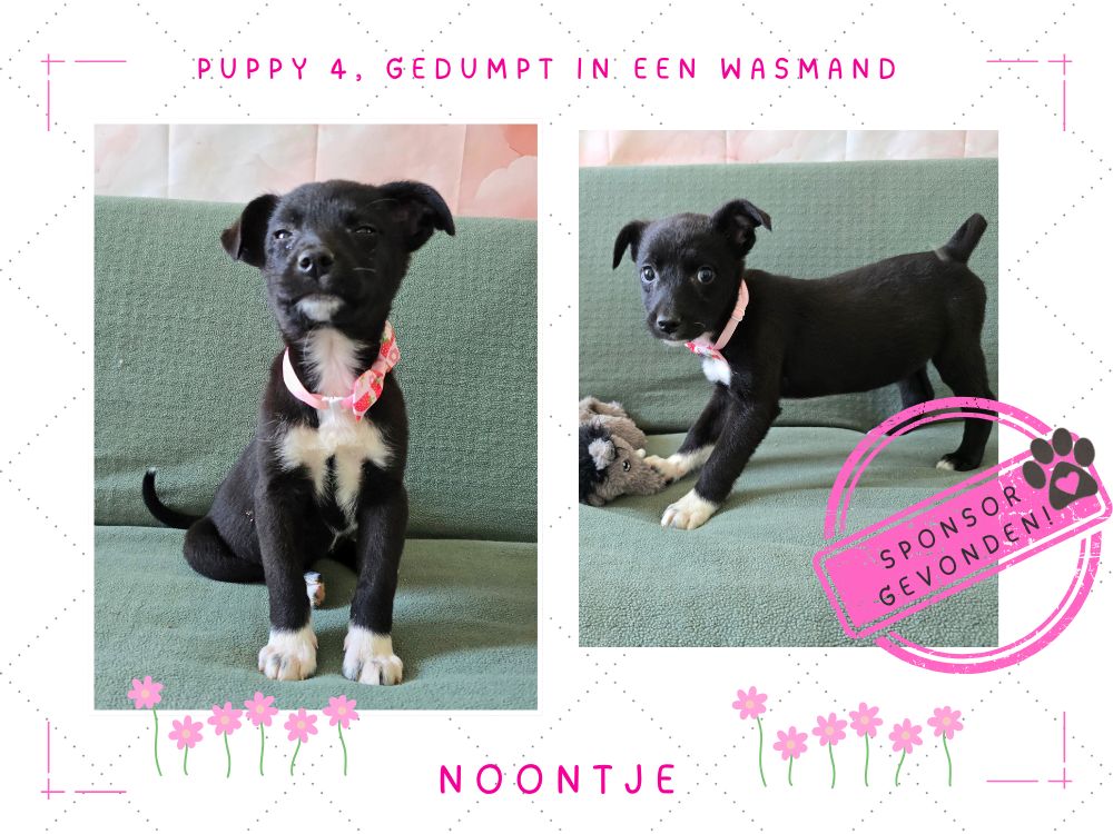 buitenlandse puppy adopteren