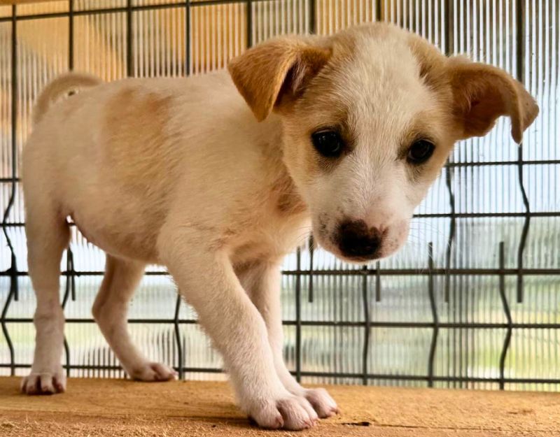 jonge pup adopteren
