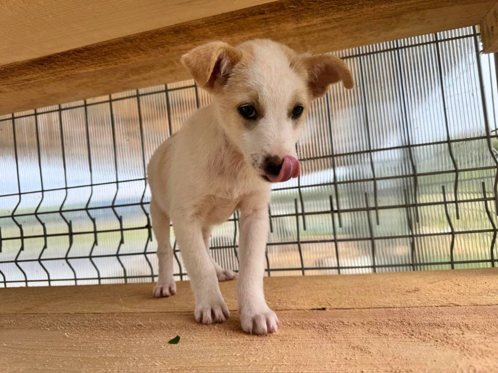 puppy adopteren