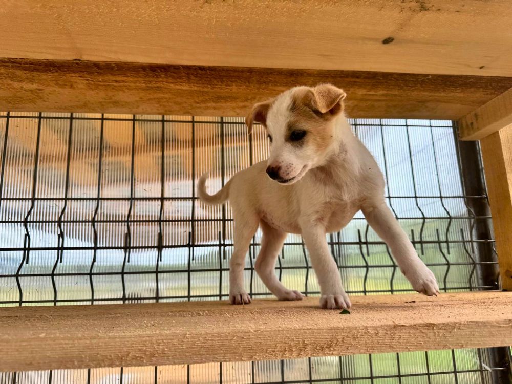 asiel puppy adopteren