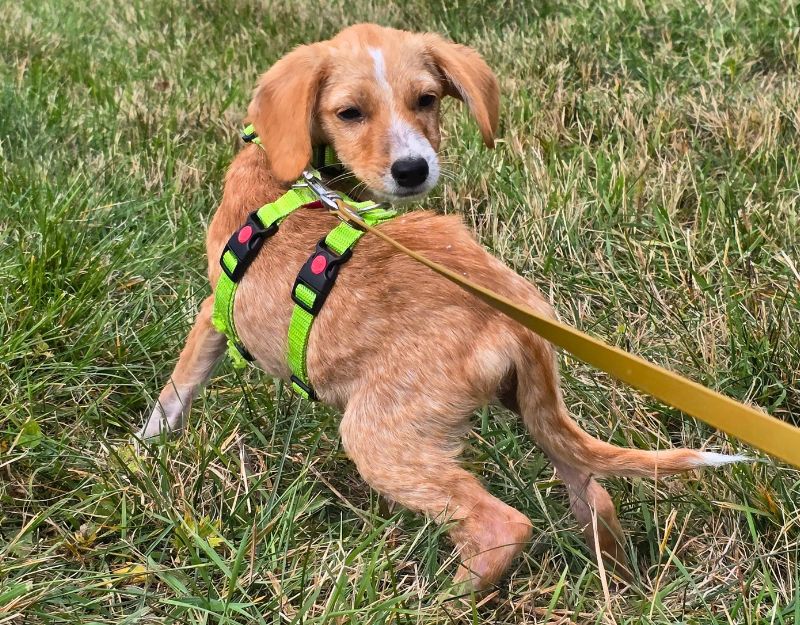 jonge pup adopteren