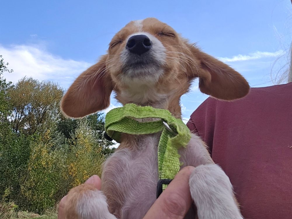 puppy adopteren