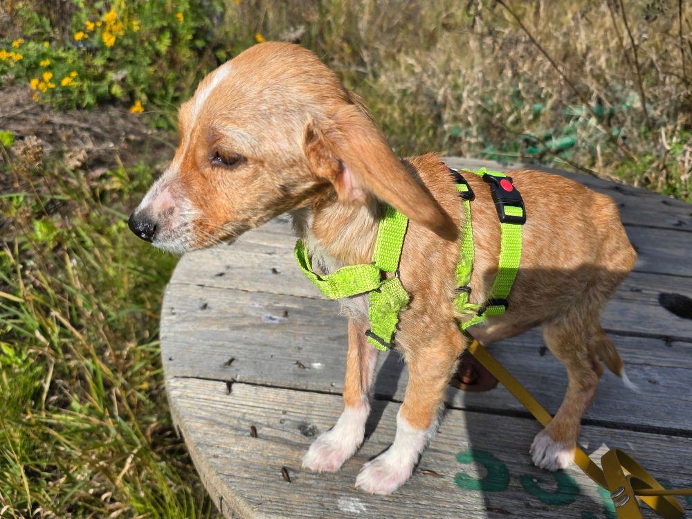 asiel puppy adopteren