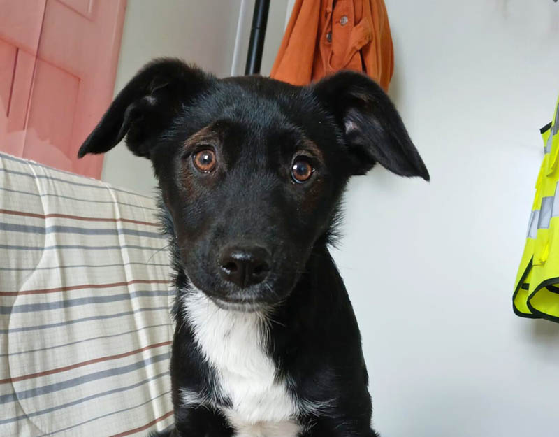 puppy kopen, beter adopteren