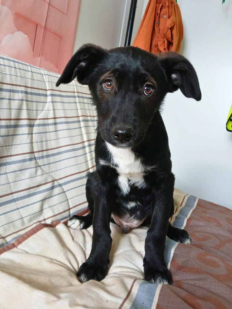 puppy kopen, liever adopteren