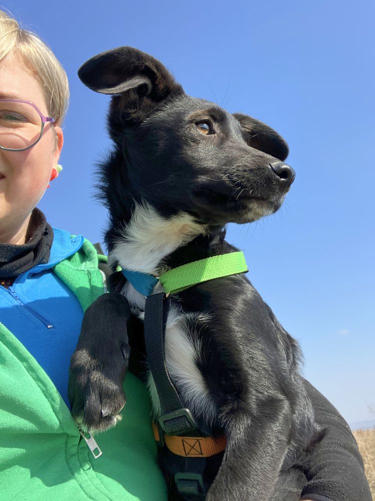 puppy kopen, liever adopteren