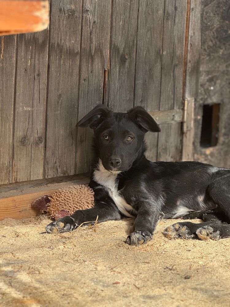puppy kopen, liever adopteren