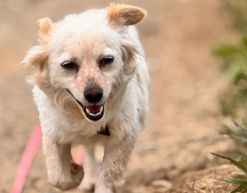 asiel jonge hond klein hondje