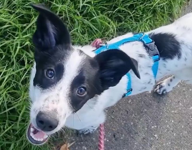 puppy adopteren
