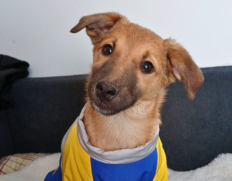 roemeense hond adopteren