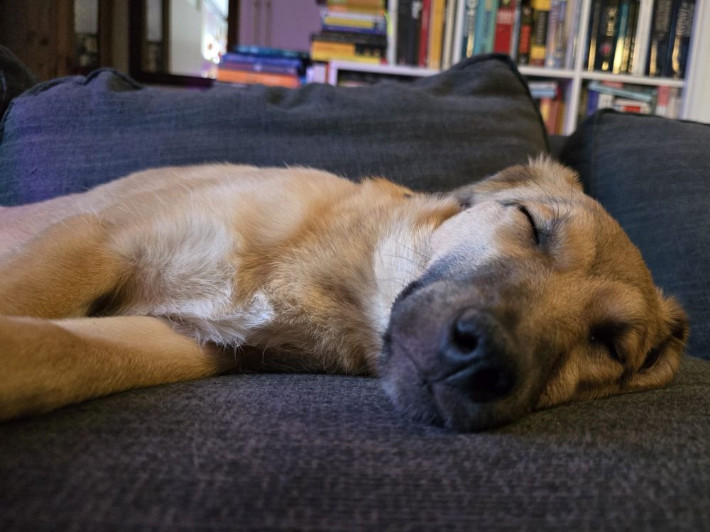 herplaatsing pup van gastgezin naar adoptant, pup adopteren