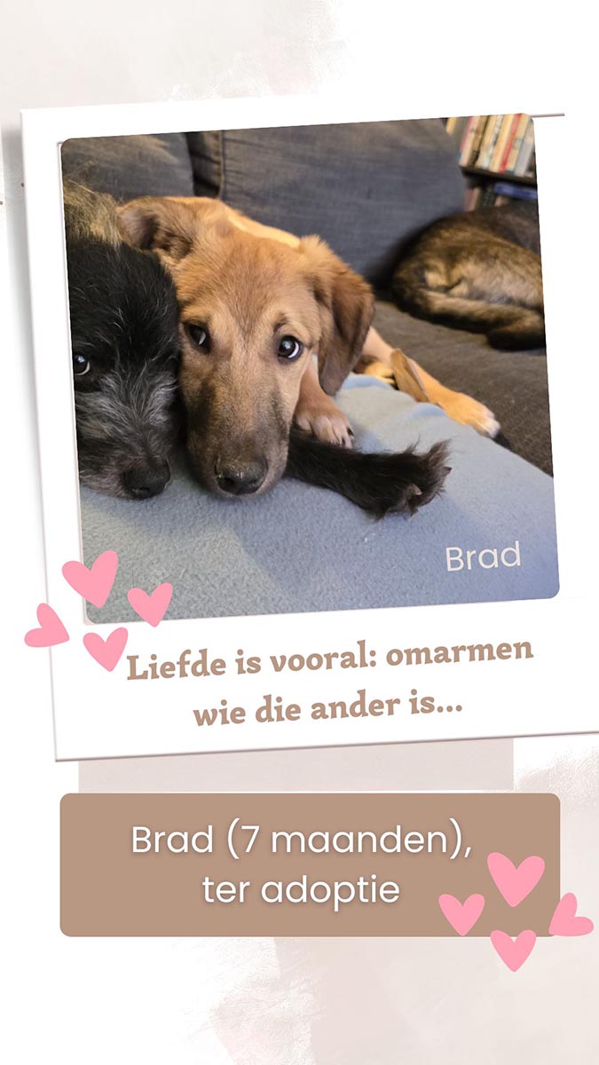 herplaatsing pup van gastgezin naar adoptant, jonge hond adopteren