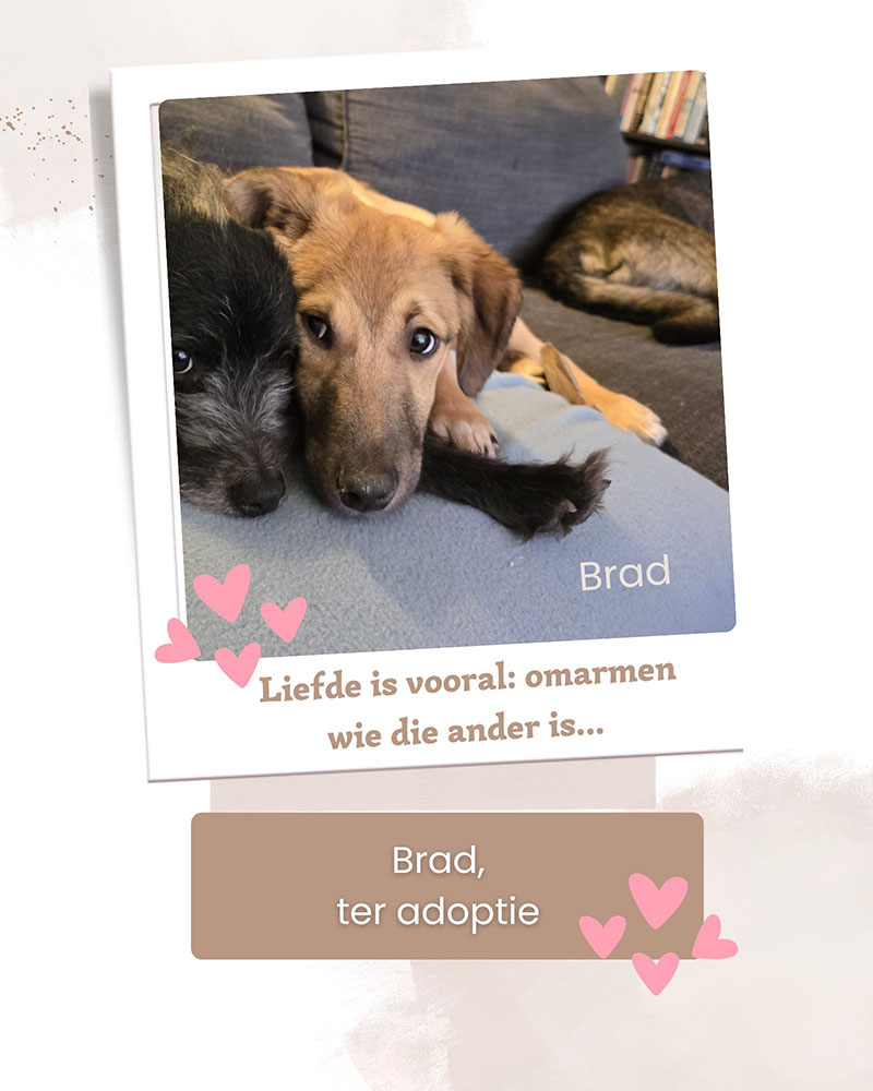 herplaatsing pup van gastgezin naar adoptant, jonge hond adopteren
