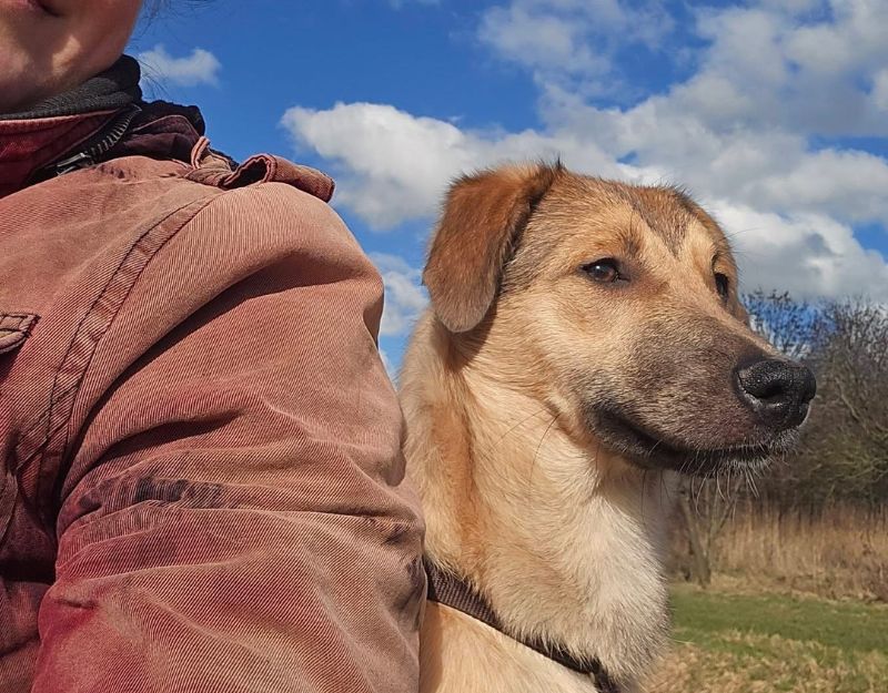 jonge hond adopteren nederland