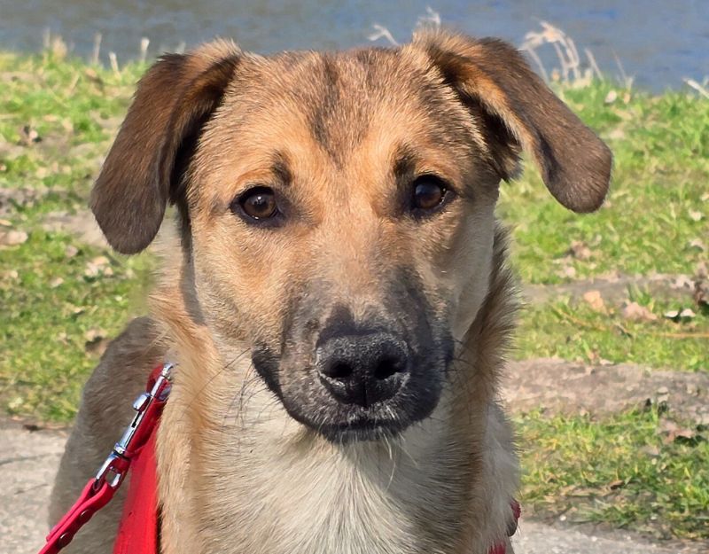 jonge hond adopteren nederland