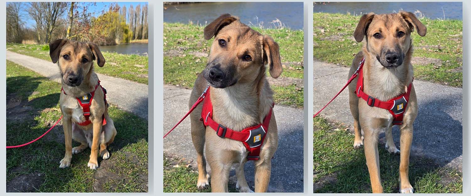 geadopteerd in nederland