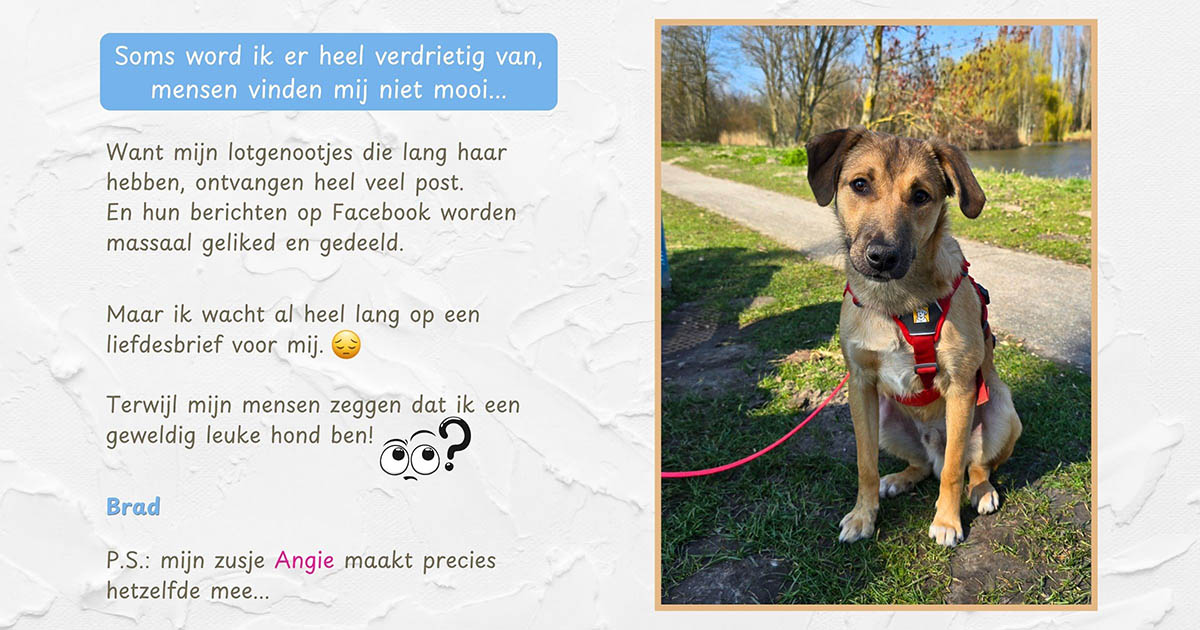 jonge hond adopteren