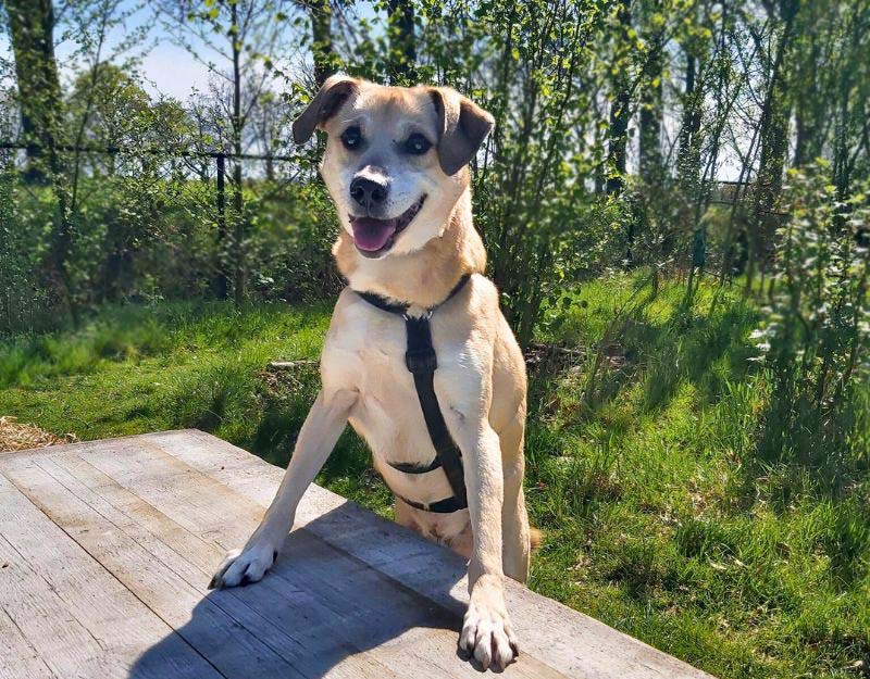 volwassen hond adopteren
