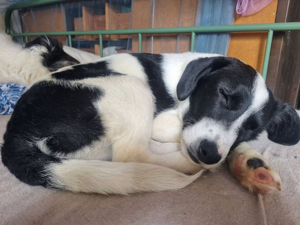 puppy in nederland adopteren