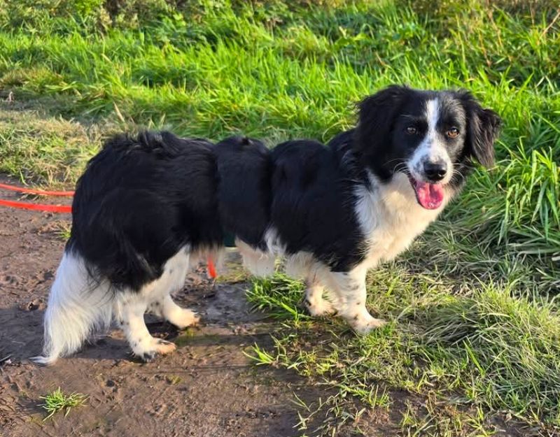 kleine hond adopteren