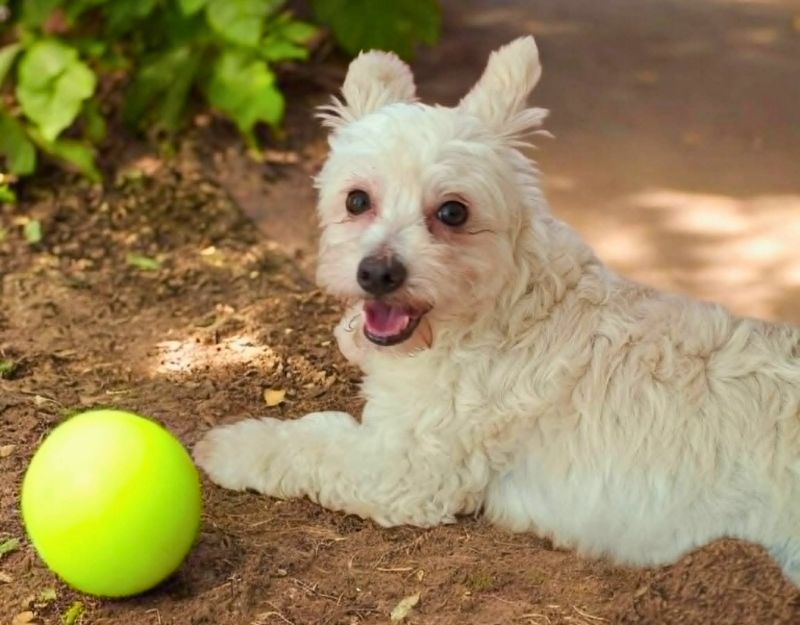 kruising maltezer kleine hond adopteren