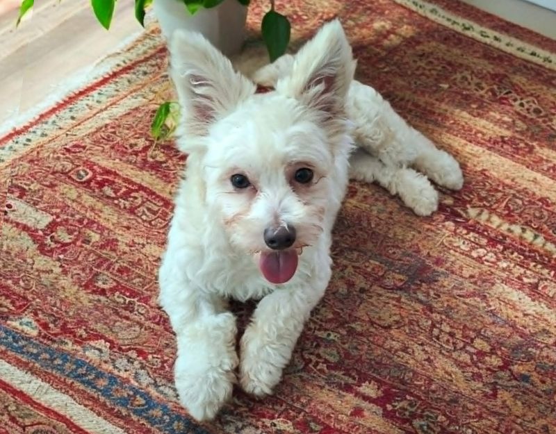 kruising maltezer kleine hond adopteren