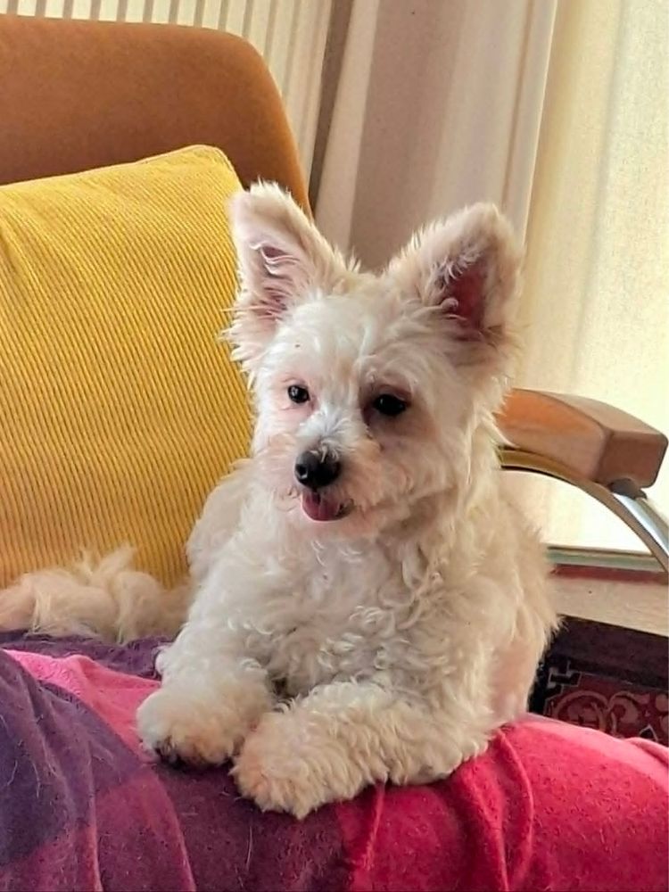 kleine hond asiel