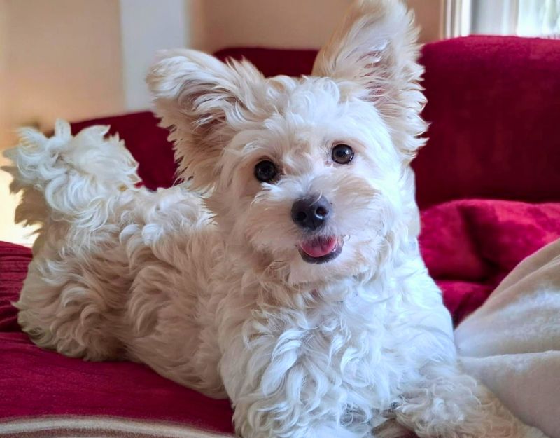 kruising maltezer kleine hond adopteren