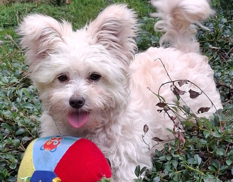 kruising maltezer kleine hond adopteren