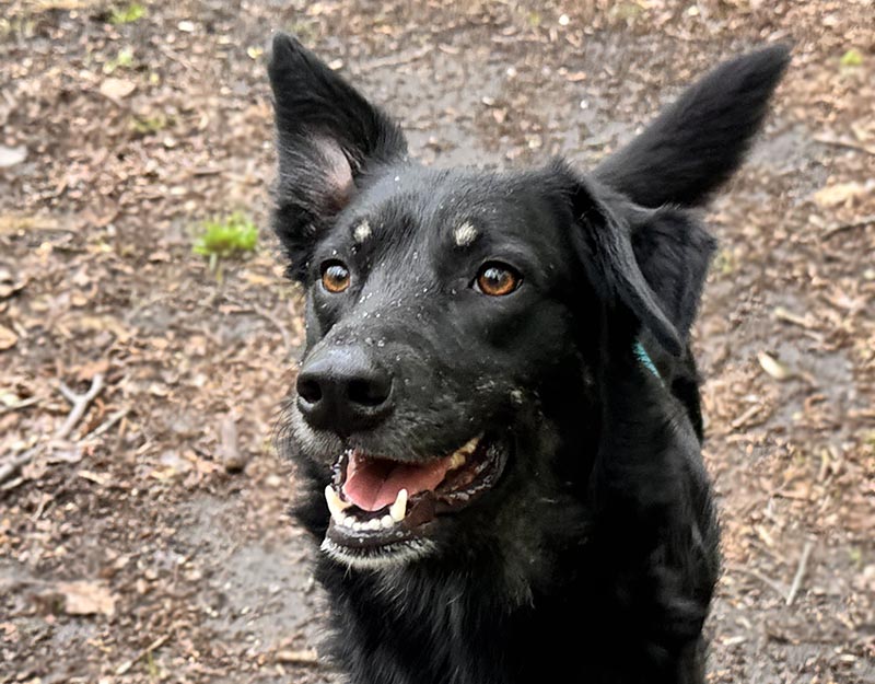 jonge hond nederland adopteren