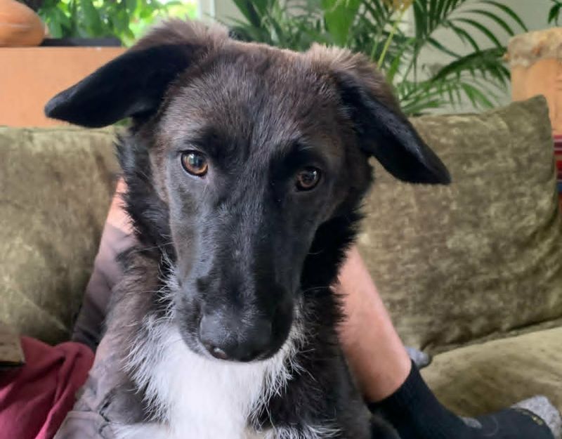 puppy in nederland adopteren