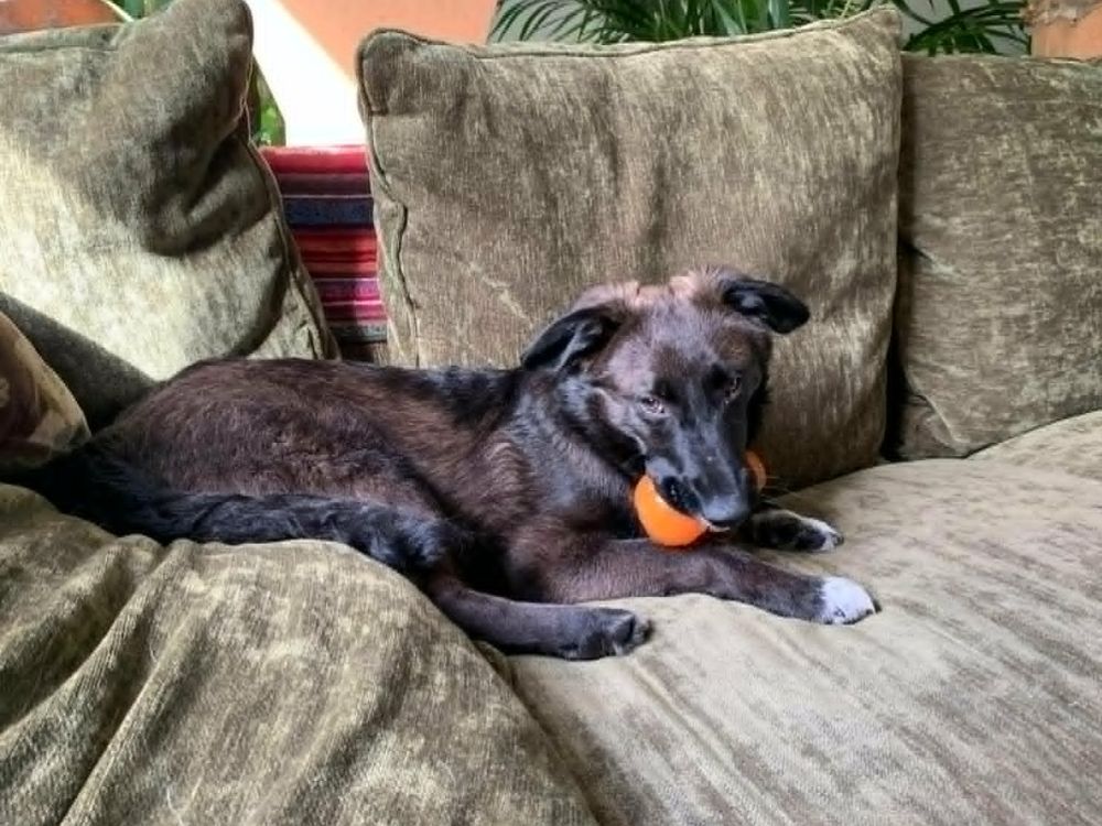 jonge hond adopteren