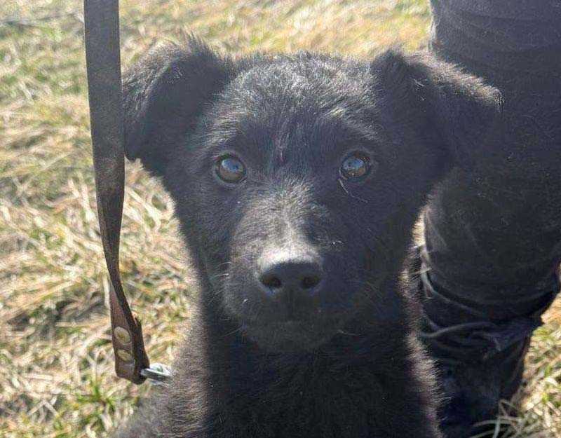 jonge hond adopteren in nederland