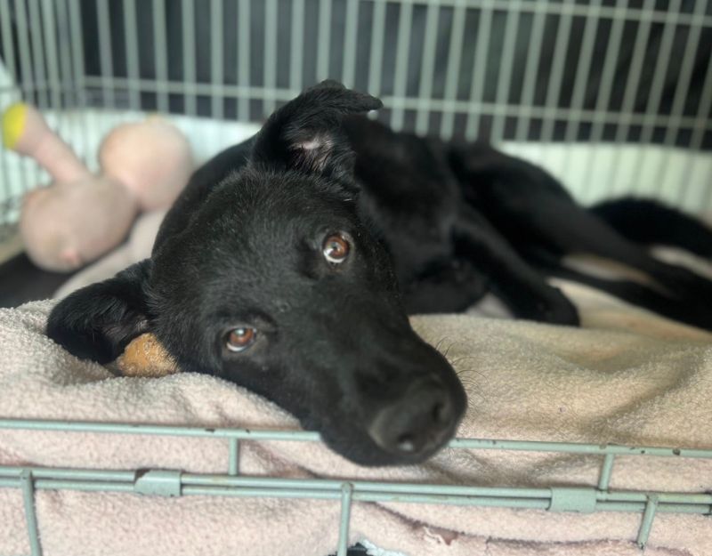 jonge hond adopteren
