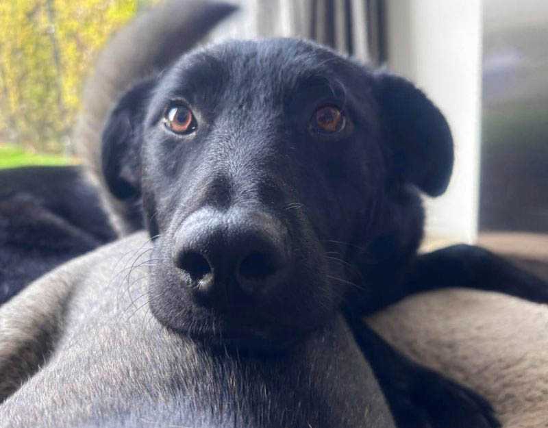 jonge hond adopteren