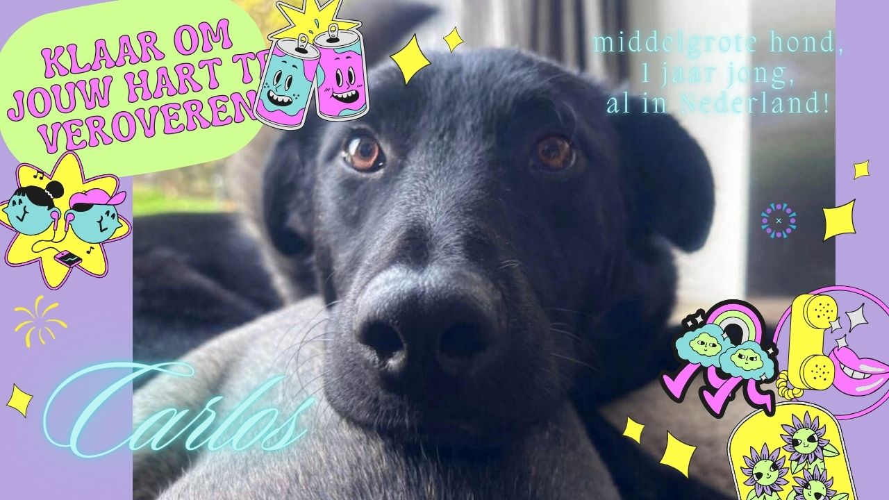 jonge hond adopteren