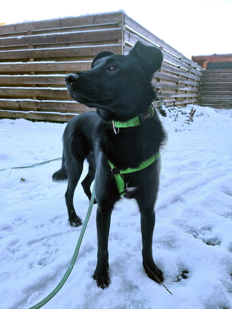 jonge hond adopteren