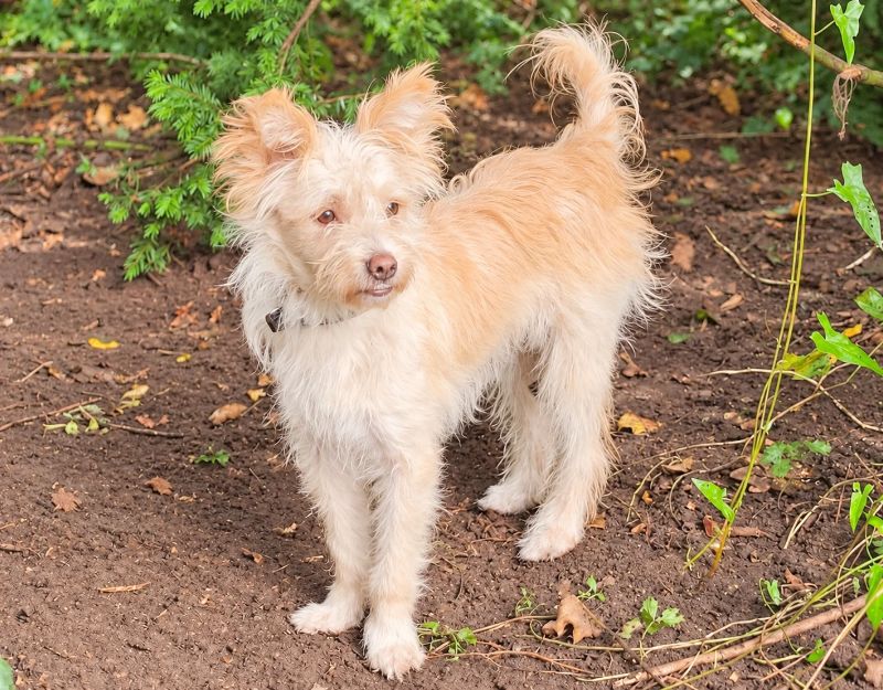 klein hondje ter adoptie