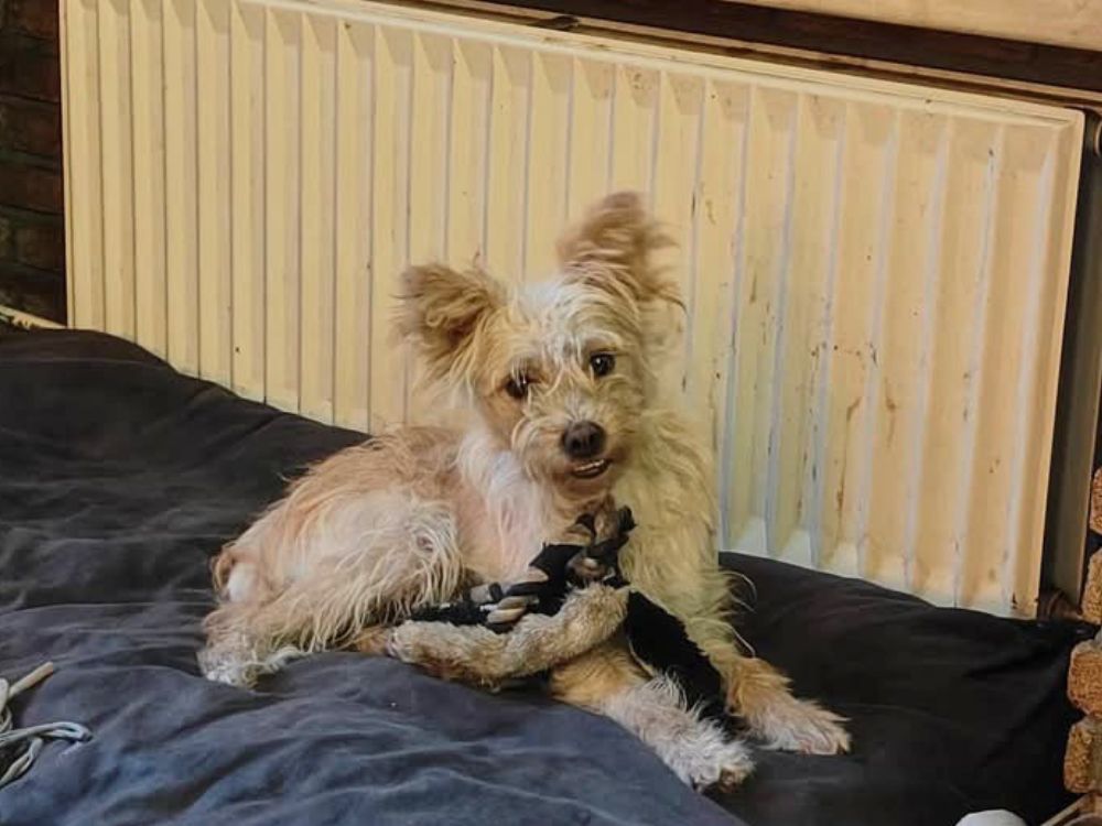 klein hondje ter adoptie